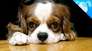 Cavalier King Charles Spaniel Facts [upl. by Glover]