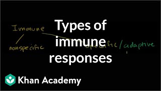 Types of immune responses Innate and adaptive humoral vs cellmediated  NCLEXRN  Khan Academy [upl. by Nnaul]