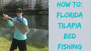 How To Tilapia BED Fishing Tips Best Tilapia Fishing Lures  Baits Florida Tilapia [upl. by Schear]