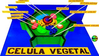 CÓMO HACER UNA MAQUETA DEL CELULA VEGETAL PASO A PASO [upl. by Refinej282]