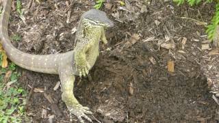 Floodplain goanna on the hunt in north Queensland Australia [upl. by Langston665]