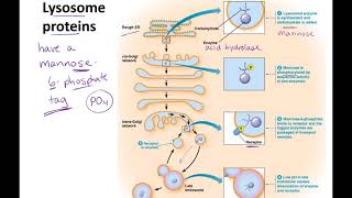 Endosomes to Lysosomes lecture [upl. by Lewis]