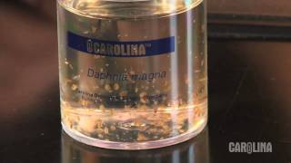 How to Care for Daphnia [upl. by Flam]