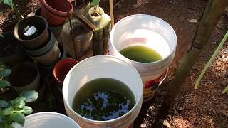 How to grow Green Water Algae [upl. by Ranna]