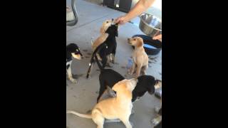 Saluki Puppy training [upl. by Naziaf]