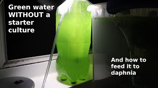 Green Water WITHOUT a Starter Culture  From Scratch  How To [upl. by Kwei]