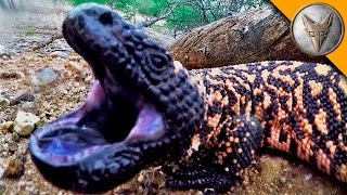 Gila Monster BITE [upl. by Nasya]