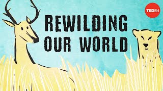 From the top of the food chain down Rewilding our world  George Monbiot [upl. by Akir]