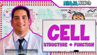 Cell Biology  Cell Structure amp Function [upl. by Sonitnatsnok976]