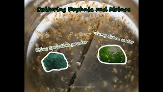 How To Culture Daphnia and Moinas using Green Water Spirulina powder [upl. by Oicneconi865]