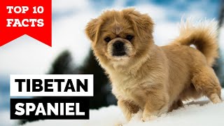 Tibetan Spaniel  Top 10 Facts [upl. by Avra783]