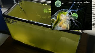 Raising Daphnia for the Freshwater Aquarium [upl. by Philemon]