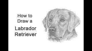 How to Draw a Labrador Retriever Dog Head Detail [upl. by Caundra]