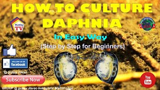 HOW TO CULTURE DAPHNIA In Easy Way [upl. by Arlyne]