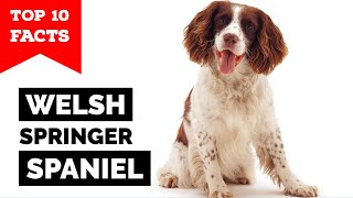 Welsh Springer Spaniel  Top 10 Facts [upl. by Rahsab]