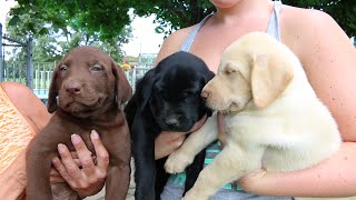 Adorable Labrador Retriever Puppies [upl. by Oinota335]