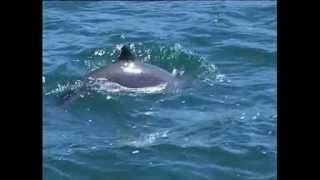 Harbour Porpoise Species Identification [upl. by Annnora278]