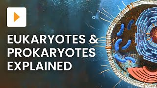 Prokaryotic vs Eukaryotic Cells  High School Biology [upl. by Crockett]